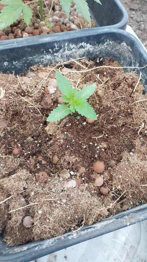 Sapphire desire. Week 1