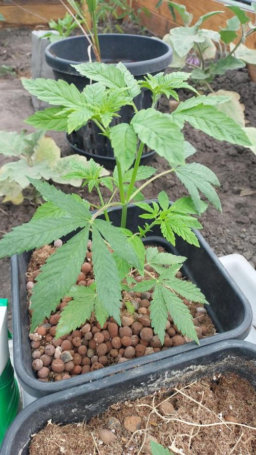 Girlscout cookies. Week 5