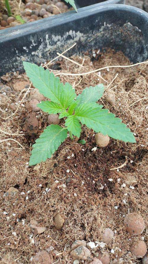 Sapphire desire. Week 1