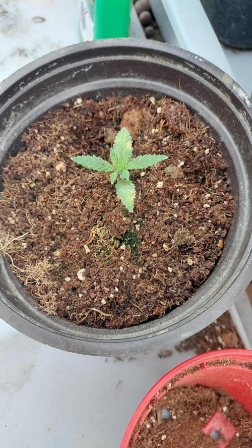 Apple Fritter, second try. Week 2