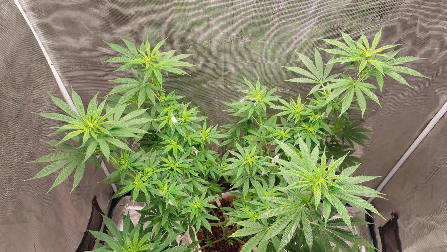 Gopher Glue. Week 7