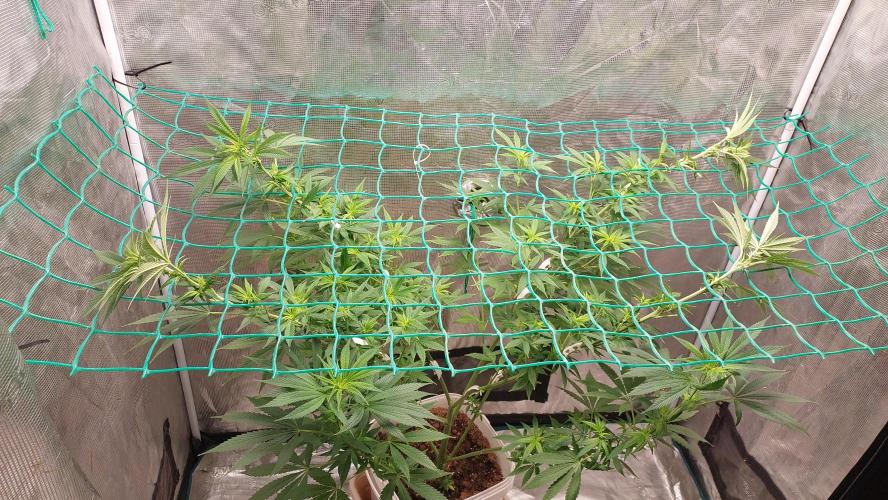 Gopher Glue. Week 7
