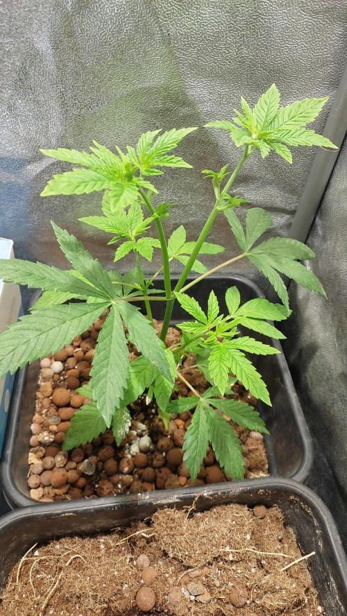 Girlscout cookies. Week 5