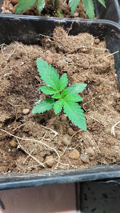 Sapphire desire. Week 1