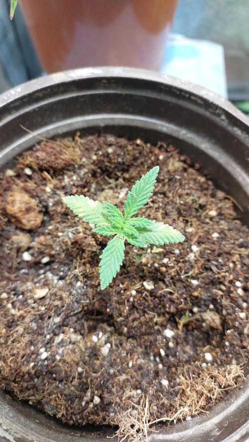 Apple Fritter, second try. Week 2