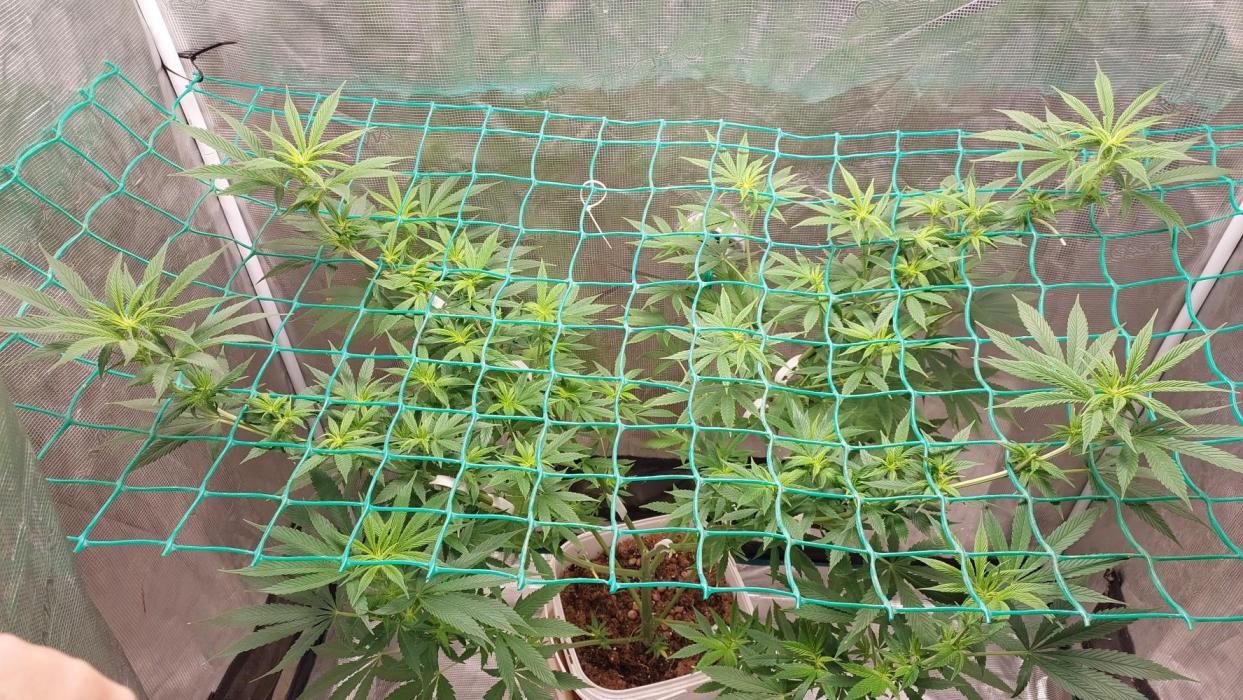 Second try, Gopher glue. Week 8