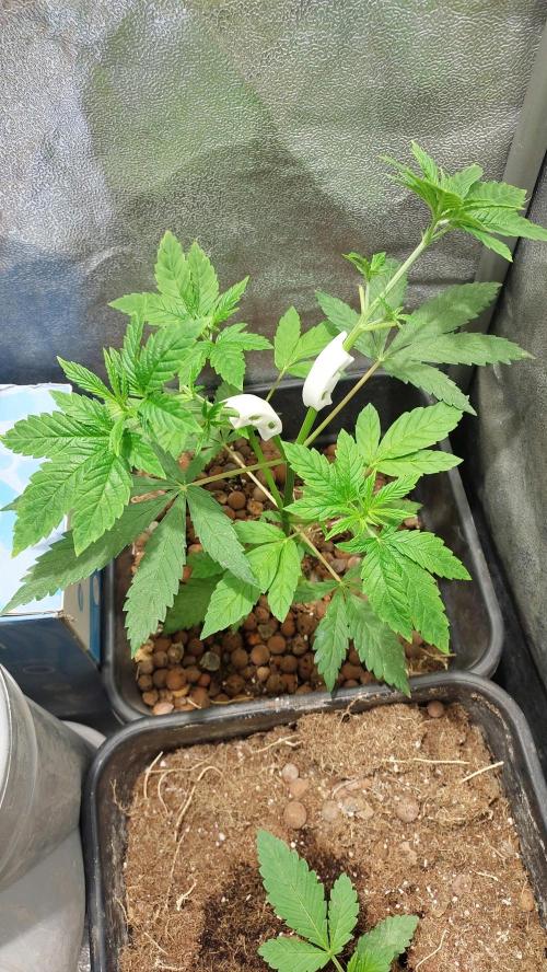 Girlscout cookies. Week 5