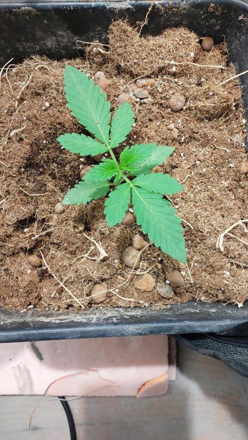 Sapphire desire. Week 1