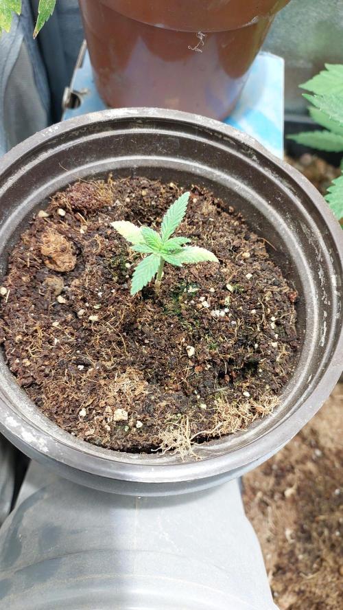 Apple Fritter, second try. Week 2
