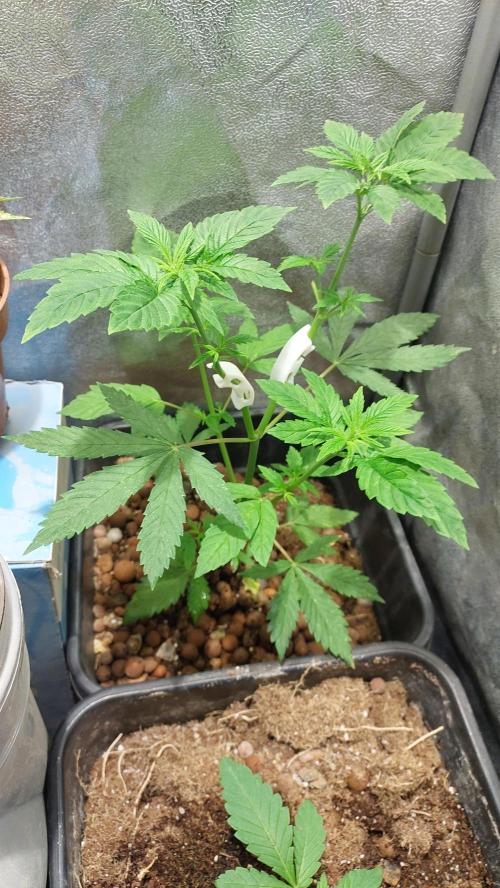 Girlscout cookies. Week 5