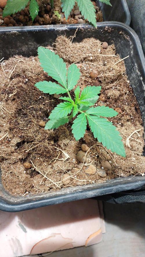 Sapphire Desire. Week 1