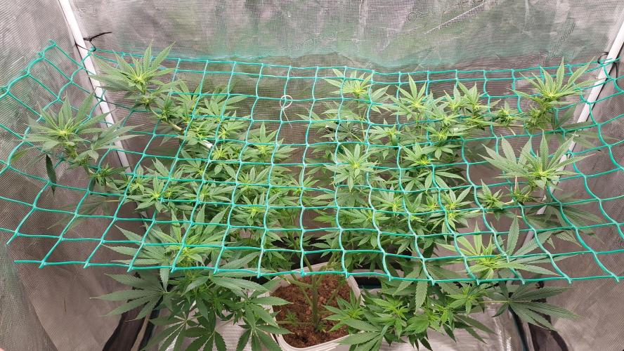 Gopher Glue. Week 8