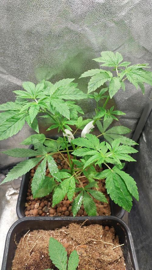 Girlscout cookies. Week 5