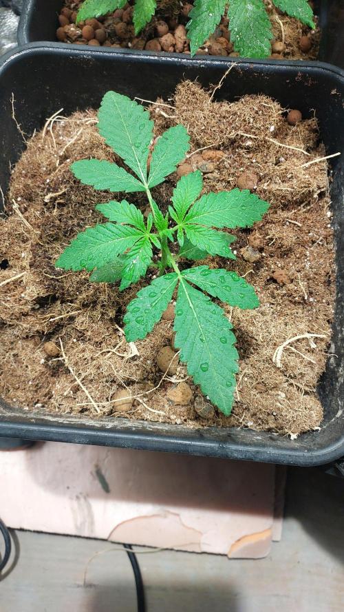 Sapphire Desire. Week 2