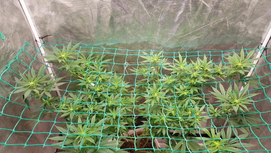Gopher Glue. Week 8