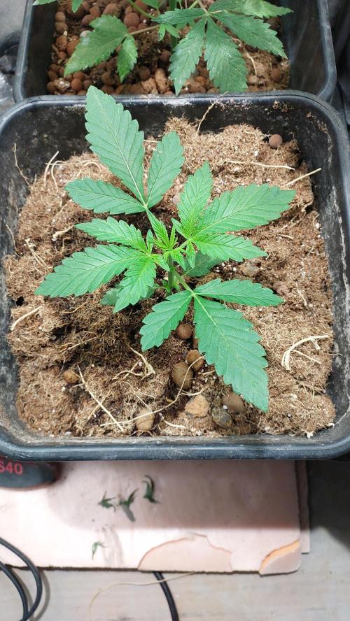 Sapphire Desire. Week 2
