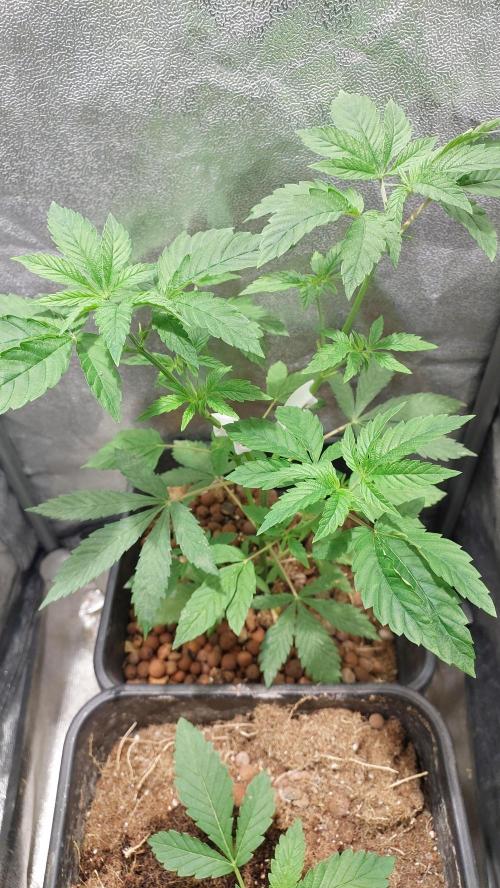 Girl Scout Cookies . Week 5