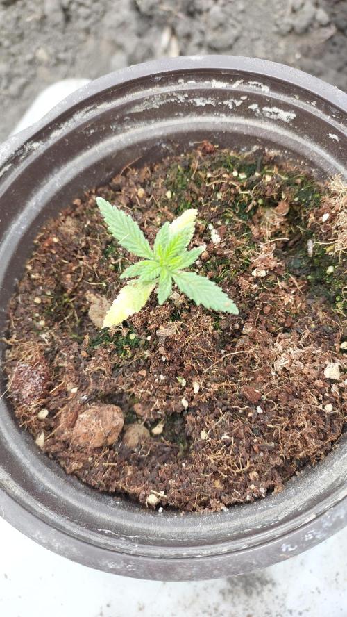 Apple Fritter. Week 3