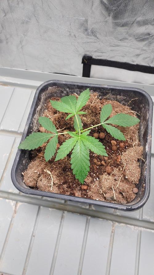Sapphire Desire. Week 2