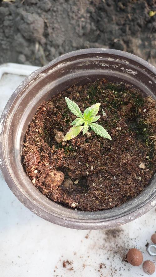 Apple Fritter, second try. Week 3