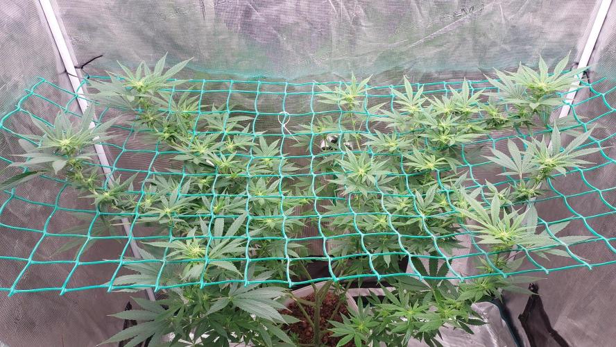Second try, Gopher glue. Week 8