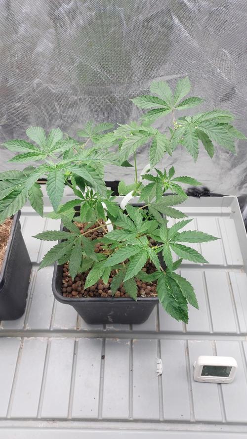 Girlscout cookies. Week 6