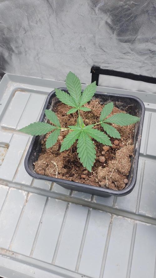 Sapphire desire. Week 2