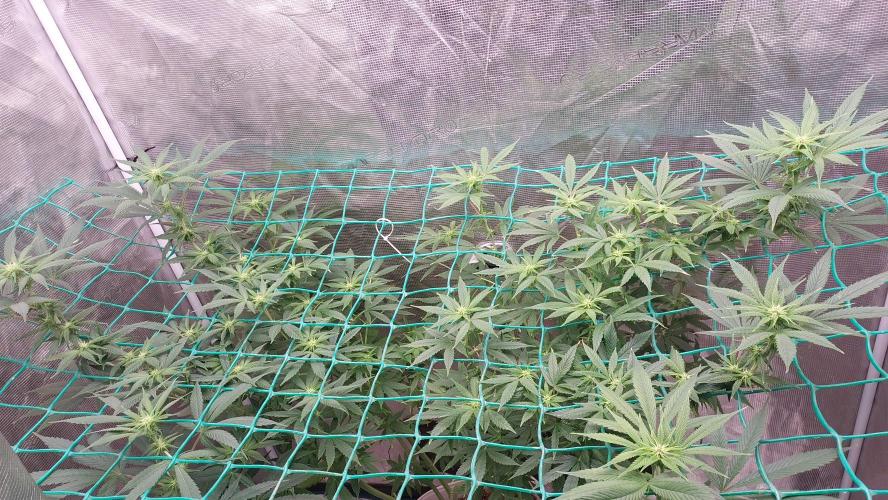 Second try, Gopher glue. Week 8