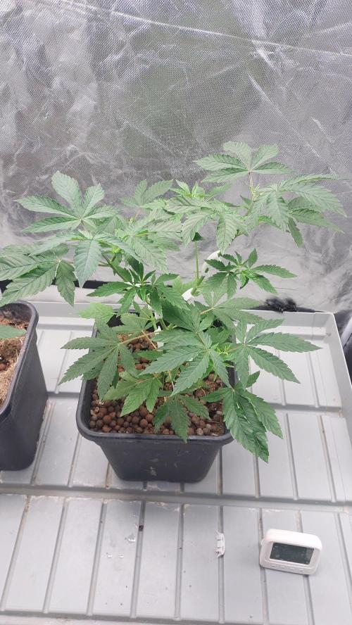 Girlscout cookies. Week 6