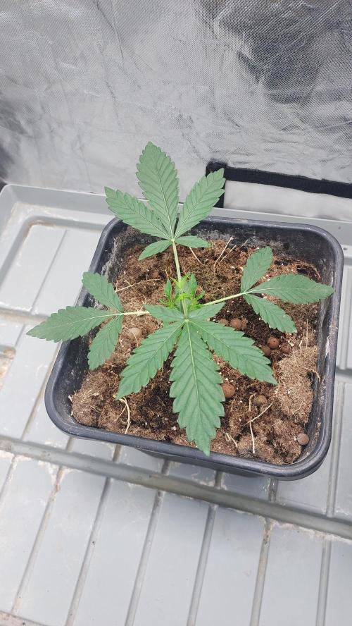 Sapphire desire. Week 2