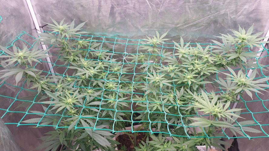Second try, Gopher glue. Week 8