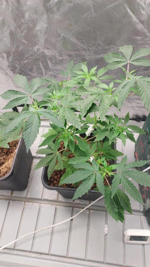 Girlscout cookies. Week 6