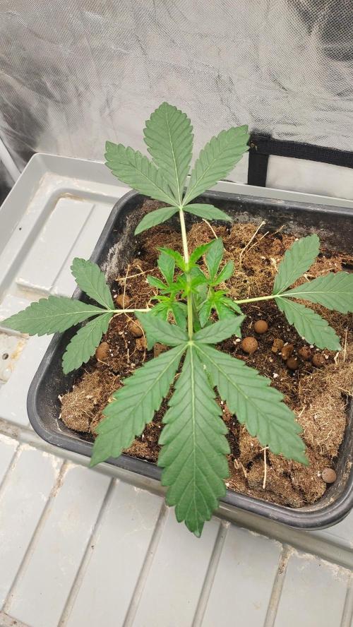 Sapphire desire. Week 2