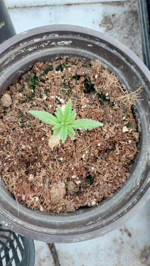 Apple Fritter, second try. Week 3