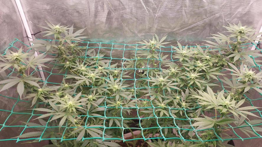 Second try, Gopher glue. Week 9
