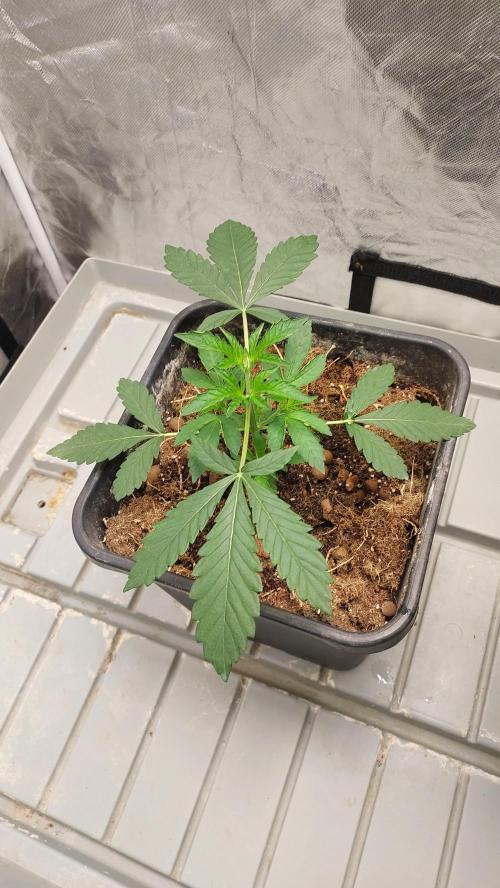 Sapphire desire. Week 2
