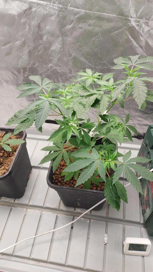 Girlscout cookies. Week 6