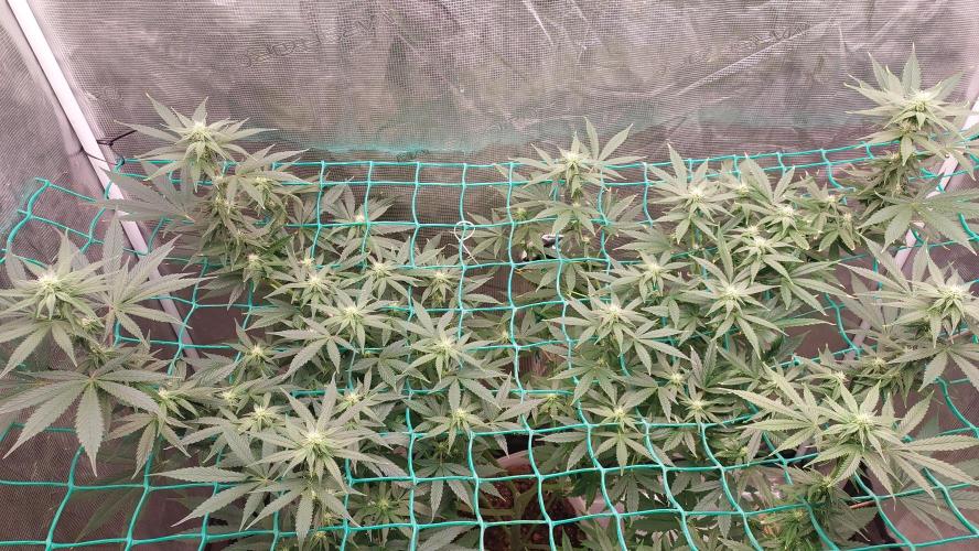 Second try, Gopher glue. Week 9