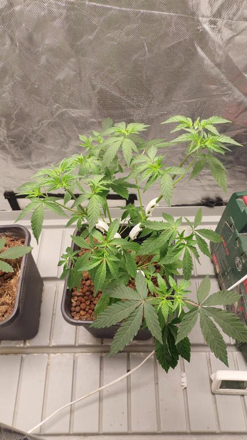 Girlscout cookies. Week 6