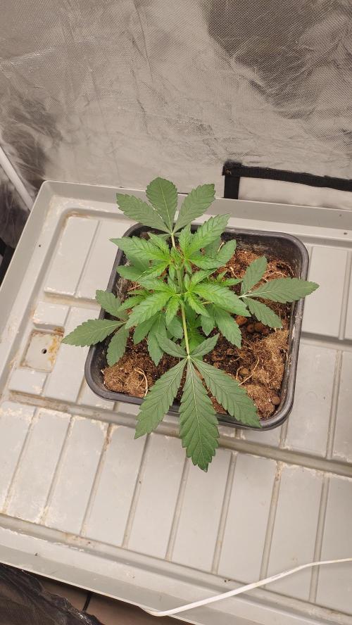Sapphire Desire. Week 3