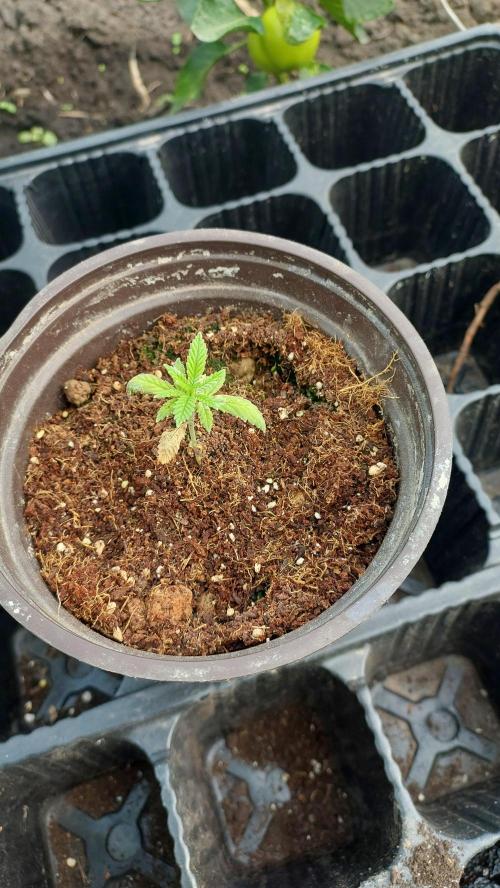 Apple Fritter. Week 4