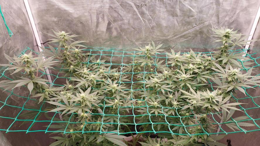 Gopher Glue. Week 9