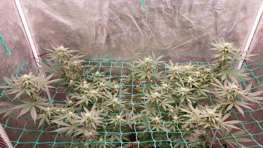 Gopher Glue. Week 9