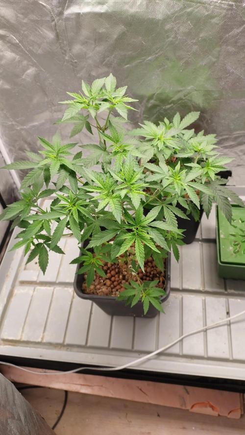 Girlscout cookies. Week 7