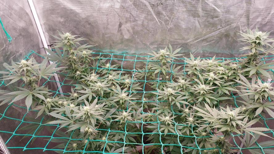 Gopher Glue. Week 9