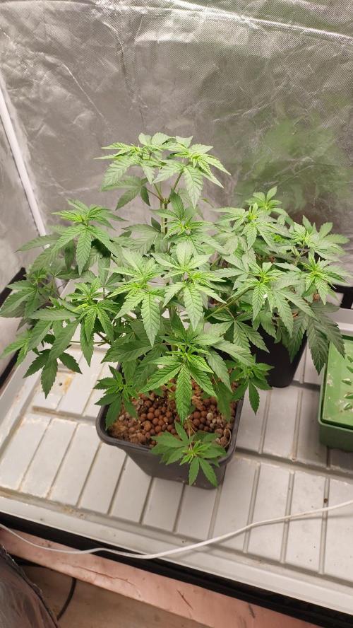 Girlscout cookies. Week 7