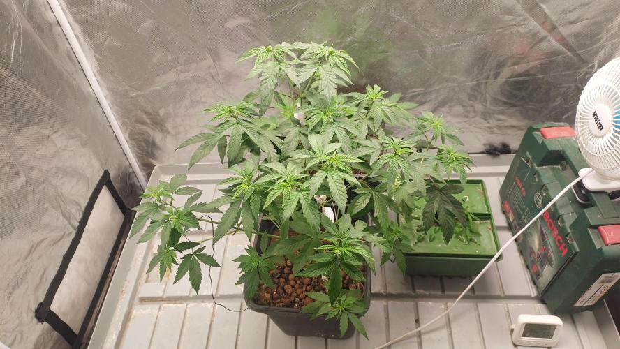 Girlscout cookies. Week 7