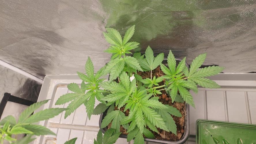 Sapphire Desire. Week 3