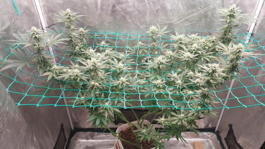 Gopher Glue. Week 9