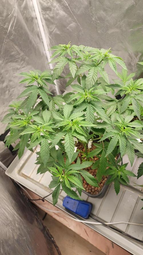 Girlscout cookies. Week 7